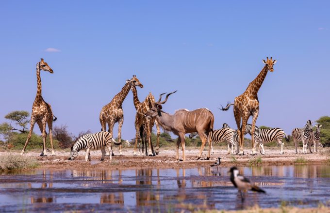 秃鹫、狼与人的故事：衡量生物多样性的经济价值