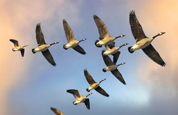 The Flying Geese Paradigm 2.0 in the Era of Deglobalization