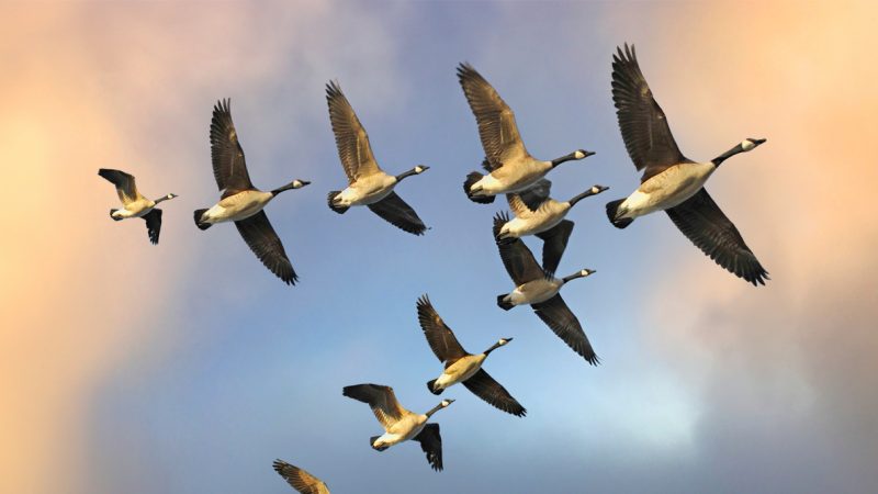 The Flying Geese Paradigm 2.0 in the Era of Deglobalization