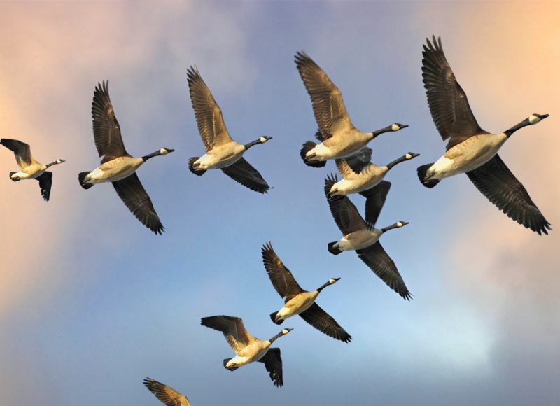 The Flying Geese Paradigm 2.0 in the Era of Deglobalization