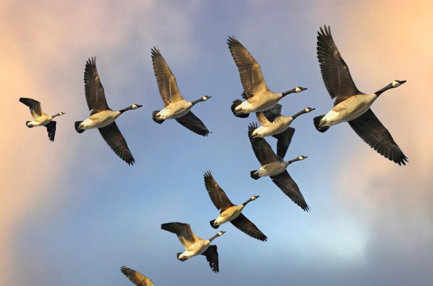 The Flying Geese Paradigm 2.0 in the Era of Deglobalization